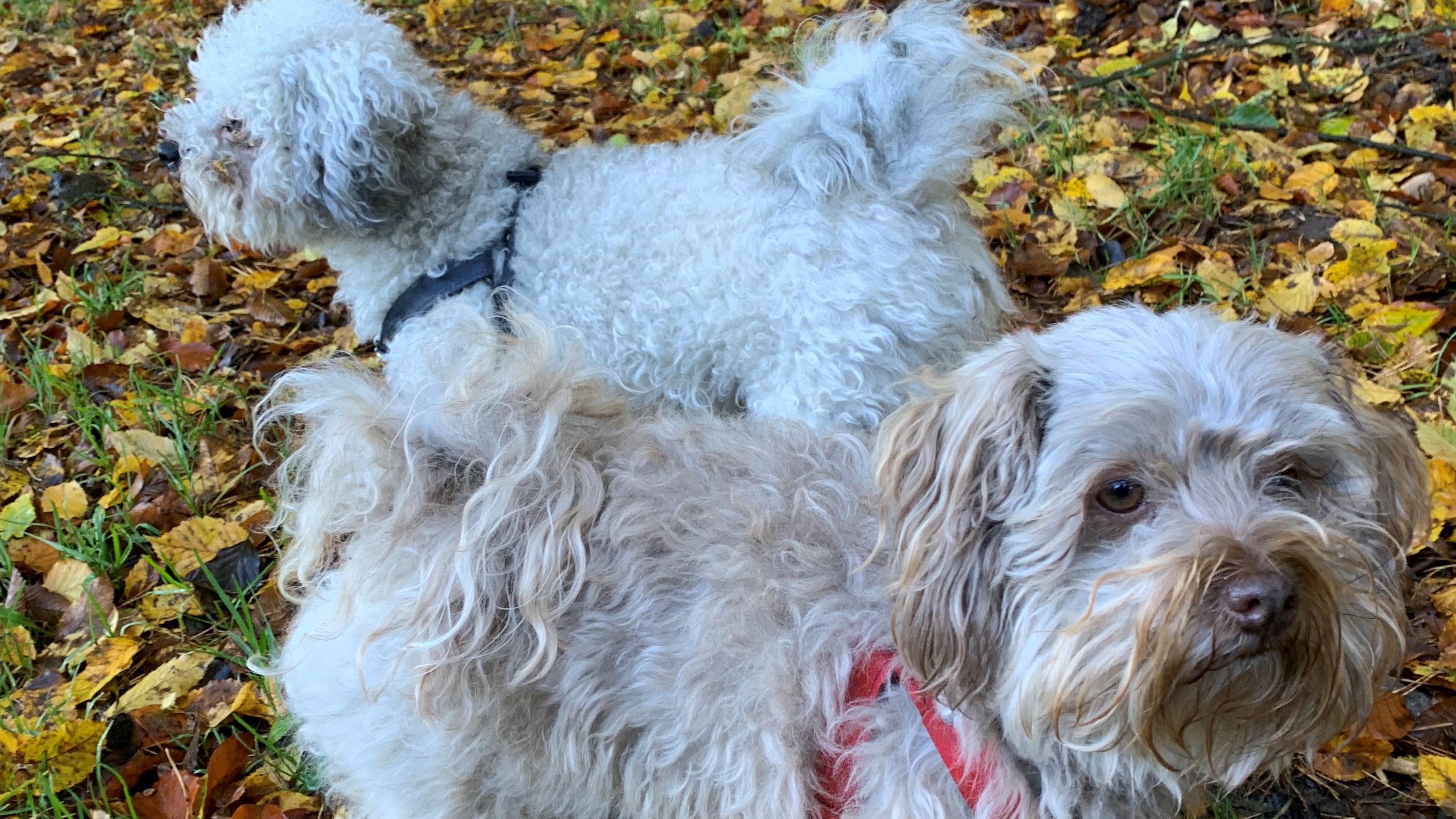 Hugo Boss kleidet jetzt auch Hunde ein -