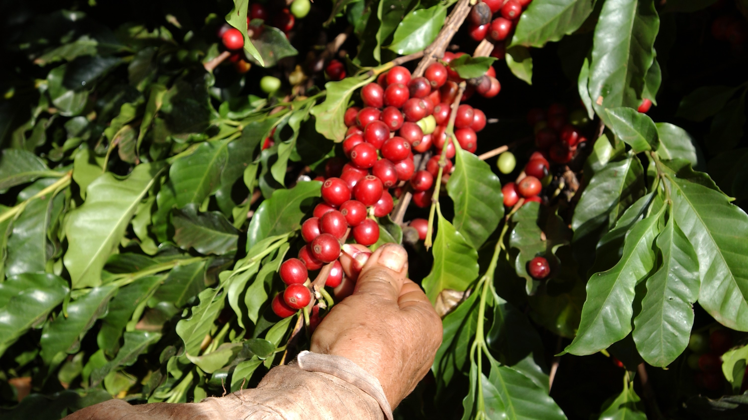 Illycaffè kooperiert mit der Ethiopian Coffee and Tea Authority - Quelle: Illycaffè